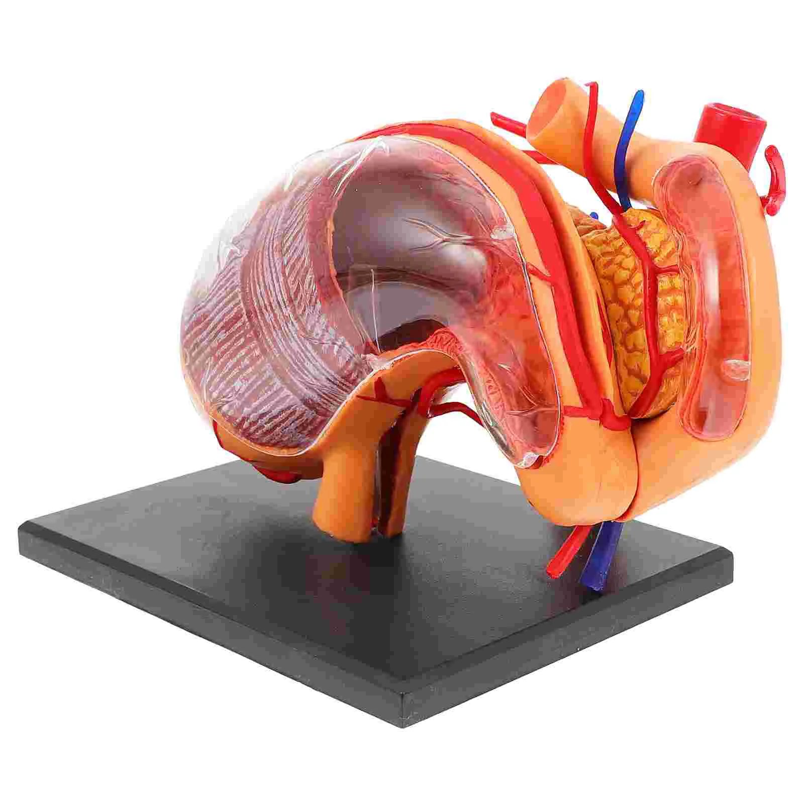 Žmogaus Kūno Organų Anatomijos Modelis Bamblys Plastiko Mokymo Demonstravimo Įranga
